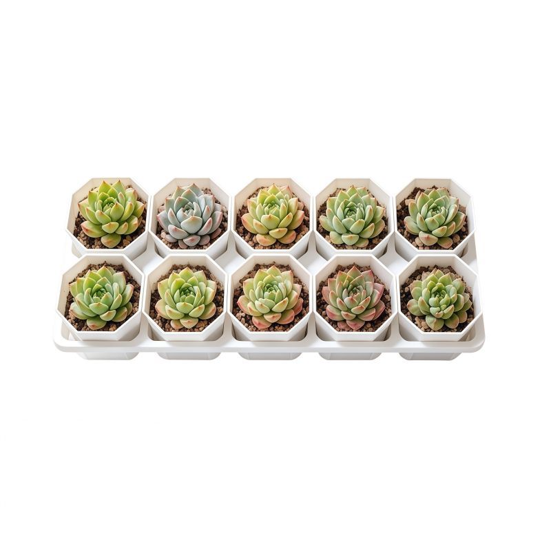 10-Slot Plant Pot Organizer – Tray for Small Pots & Succulents