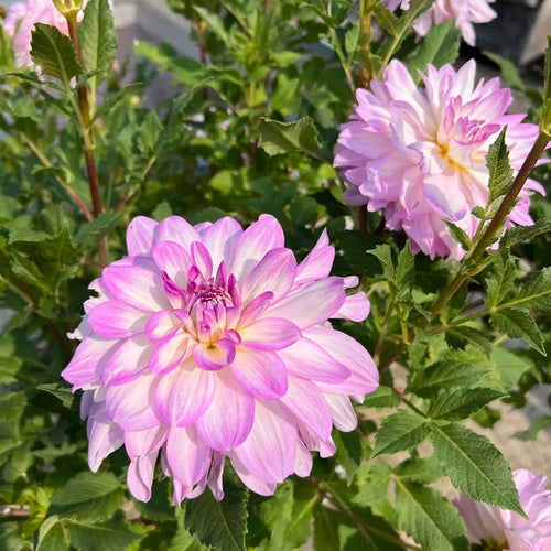 Dahlia Seeds - Lavender Picotee
