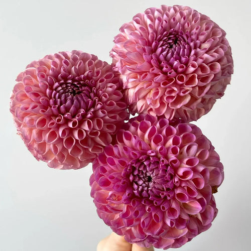 Dahlia Seeds - Pink Ball