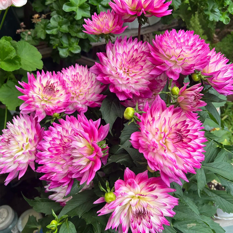 Dahlia Seeds - Magenta Picotee