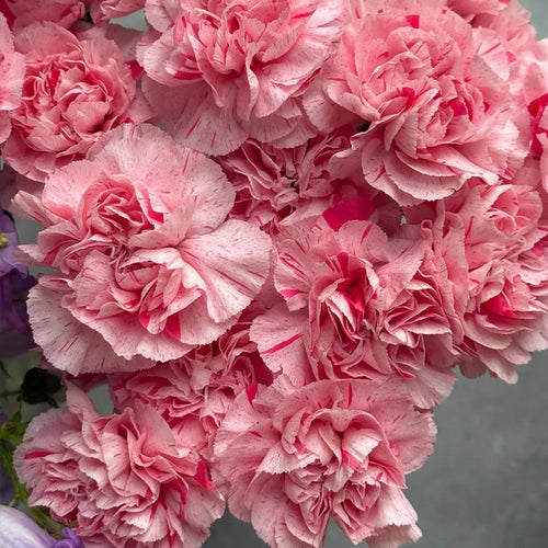 Carnation Seeds - Pink Speckled