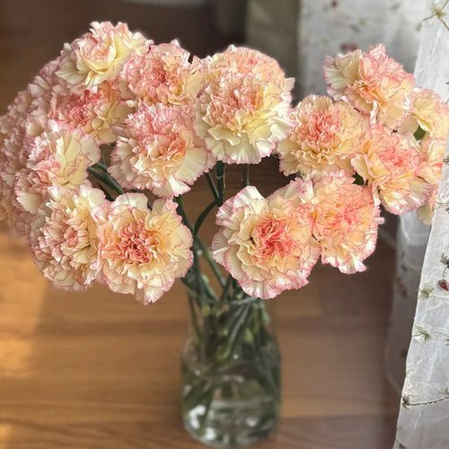Carnation Seeds - Pastel Picotee