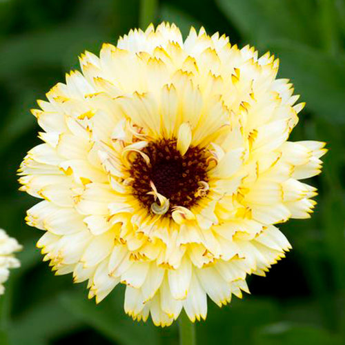 Calendula Seeds - Creamy White