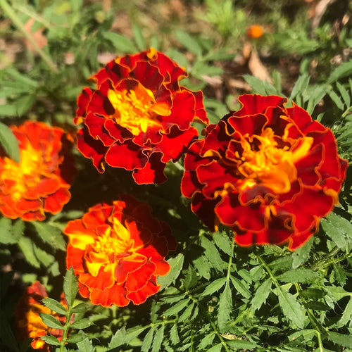 African Marigold Seeds - Bi-Color Red & Gold French