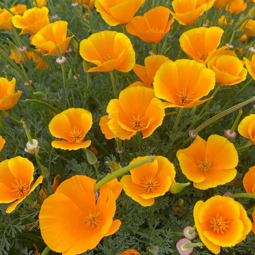 California Poppy Seeds - Golden Yellow