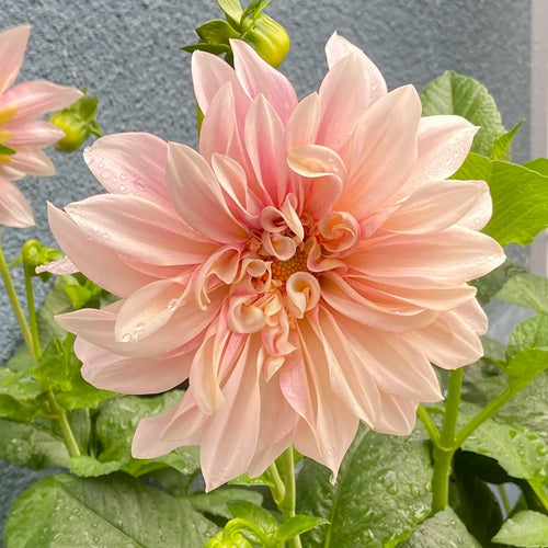 Dahlia Seeds - Blush Pink