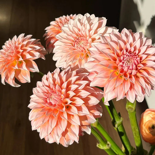 Dahlia Seeds - Coral Ball