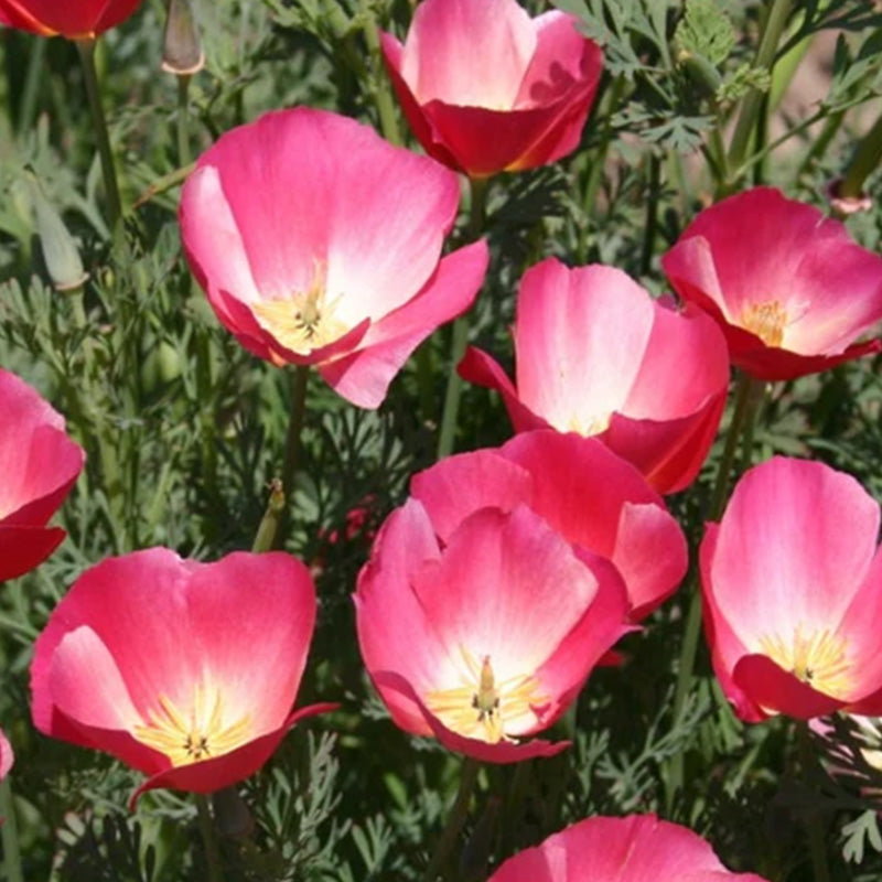 California Poppy Seeds - Pink Bicolor