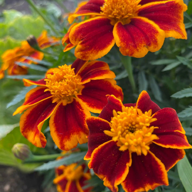 African Marigold Seeds - Single Red & Gold Bi-Color