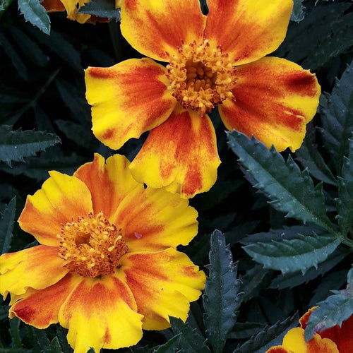 African Marigold Seeds - Yellow with Red Center