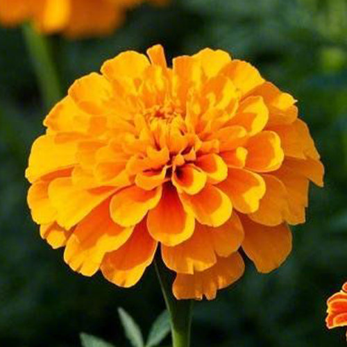 African Marigold Seeds - Vibrant Orange Double