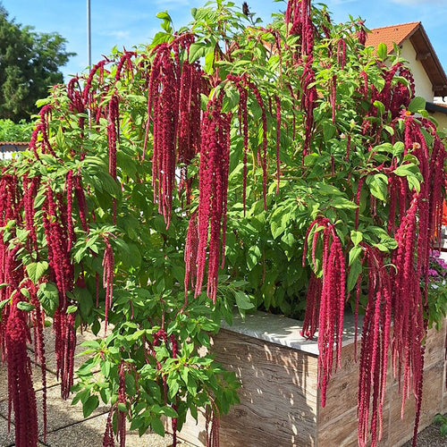 Amaranthus Seeds - Love-Lies-Bleeding