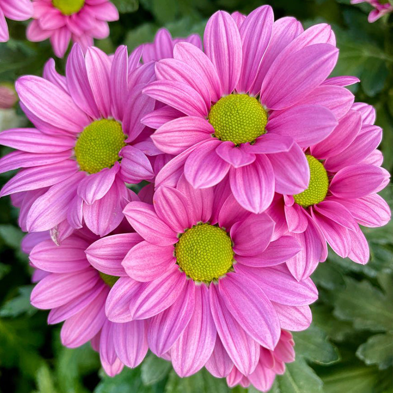 Marguerite Daisy Seeds - Pink Semi-Double