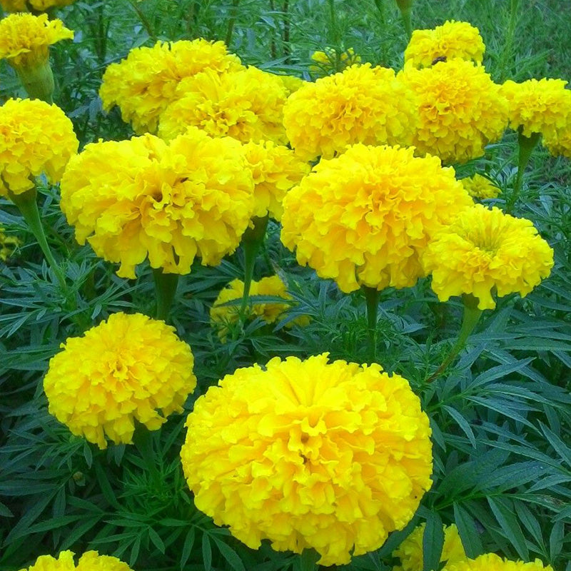 African Marigold Seeds - Large Golden Yellow