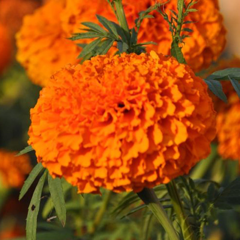 African Marigold Seeds - Giant Orange Ball