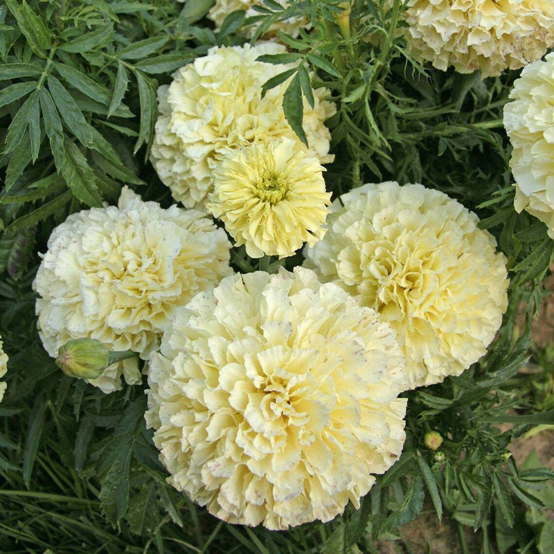 African Marigold Seeds - Creamy White Double