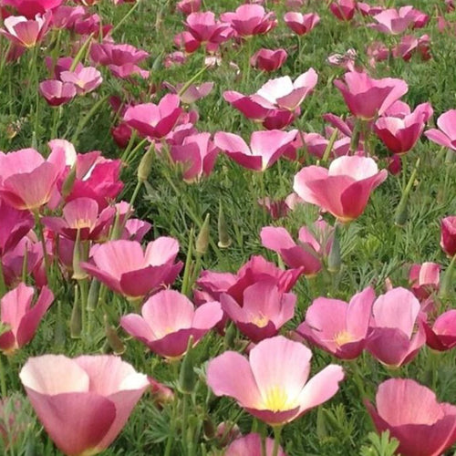 California Poppy Seeds - Pink & Cream