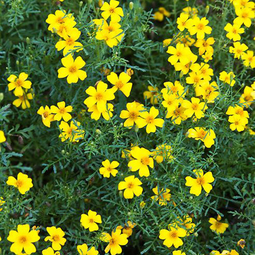 African Marigold Seeds - Lemon Gem