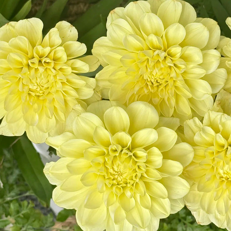 Dahlia Seeds - Yellow Pompon Dwarf