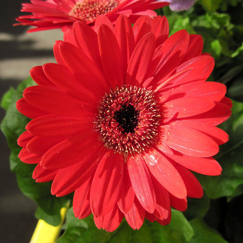 African Daisy Seeds - Gerbera Red (Gerbera Daisy)