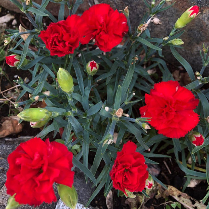 Carnation Seeds - Deep Red (Dianthus)