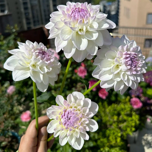 Dahlia Seeds - White Lavender Center