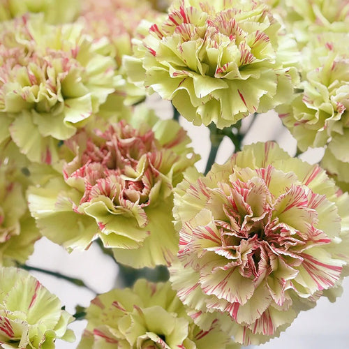 Carnation Seeds - Lime & Red Stripe