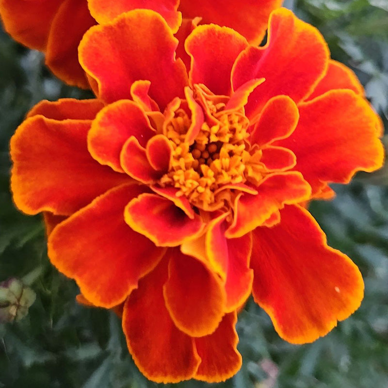 African Marigold Seeds - Fiery Orange & Gold