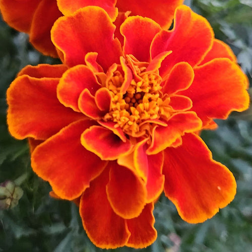 African Marigold Seeds - Fiery Orange & Gold