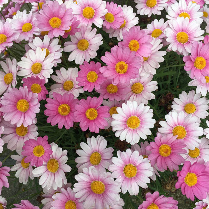 African Daisy Seeds - Pink & White Marguerite Mix