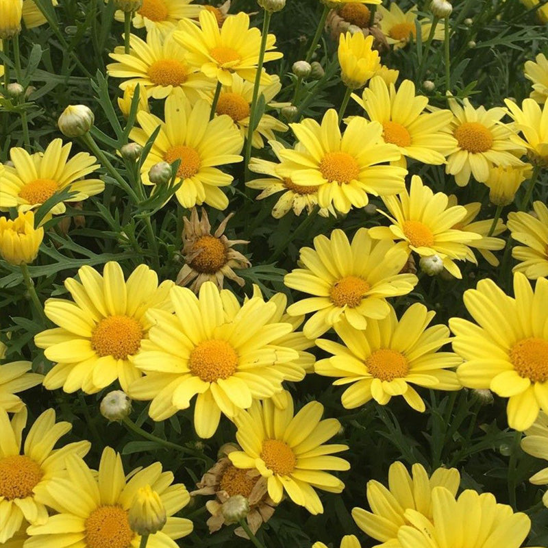 Marguerite Daisy Seeds - Sunny Yellow