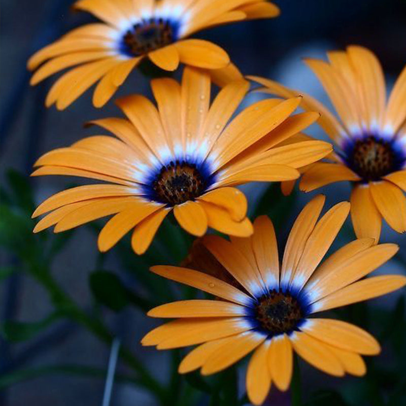 African Daisy Seeds - Orange with Blue Eye