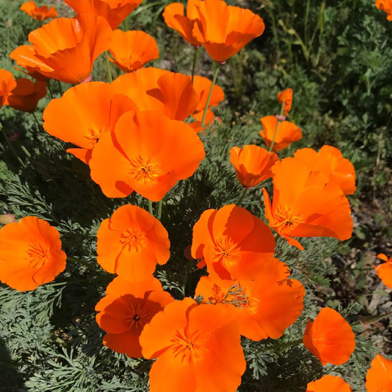 California Poppy Seeds - Bright Orange