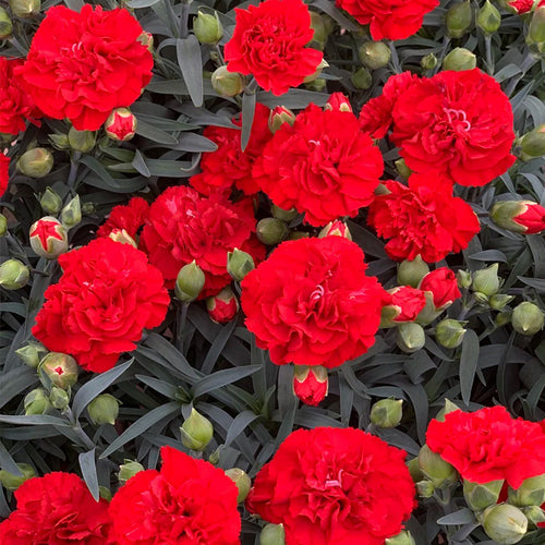 Carnation Seeds - Dwarf Red