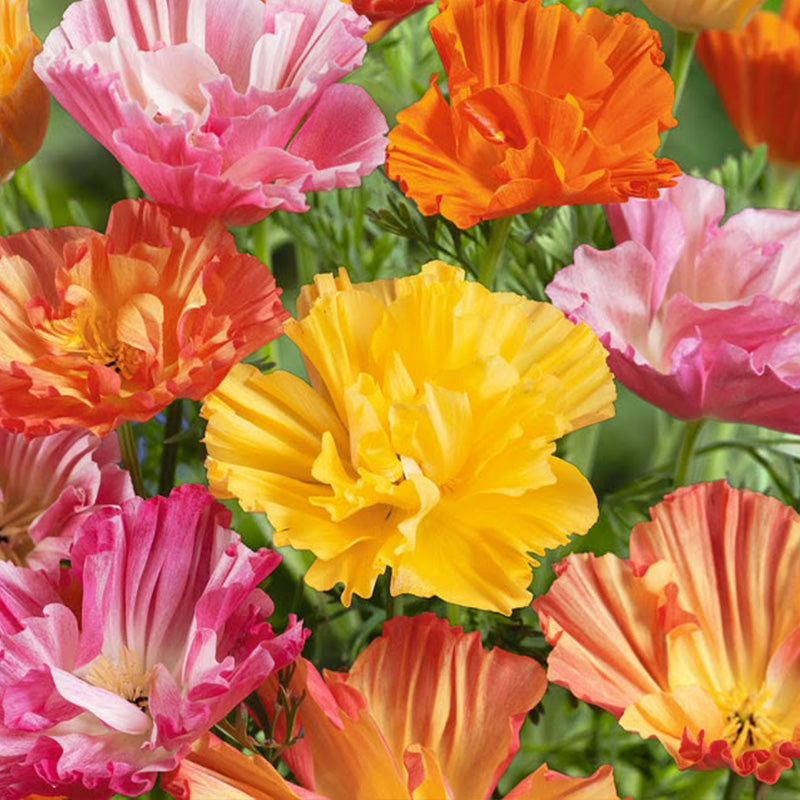 California Poppy Seeds - Double Ruffled Mix