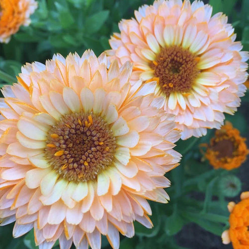 Calendula Seeds - Apricot Peach
