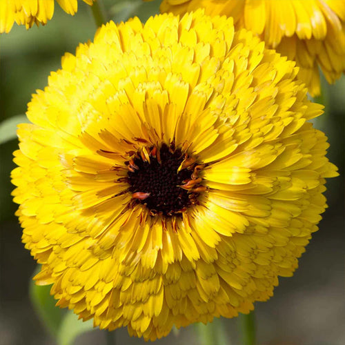 Calendula Seeds - Yellow Black Eye