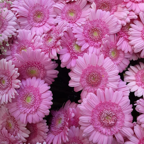 African Daisy Seeds - Pink Double Gerbera