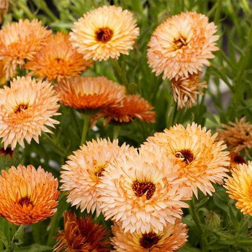 Calendula Seeds - Apricot Dark Eye