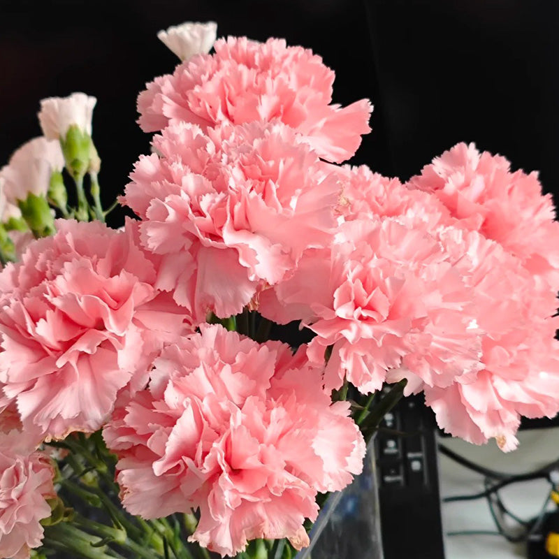 Carnation Seeds - Soft Pink