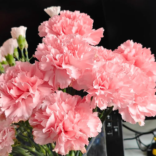 Carnation Seeds - Soft Pink