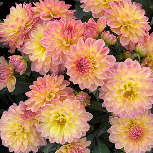 Dahlia Seeds - Yellow & Pink Bicolor