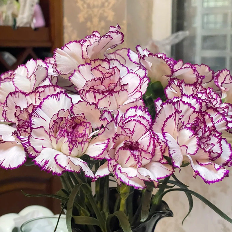 Carnation Seeds - Purple Picotee