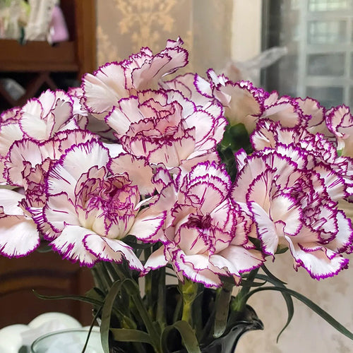 Carnation Seeds - Purple Picotee
