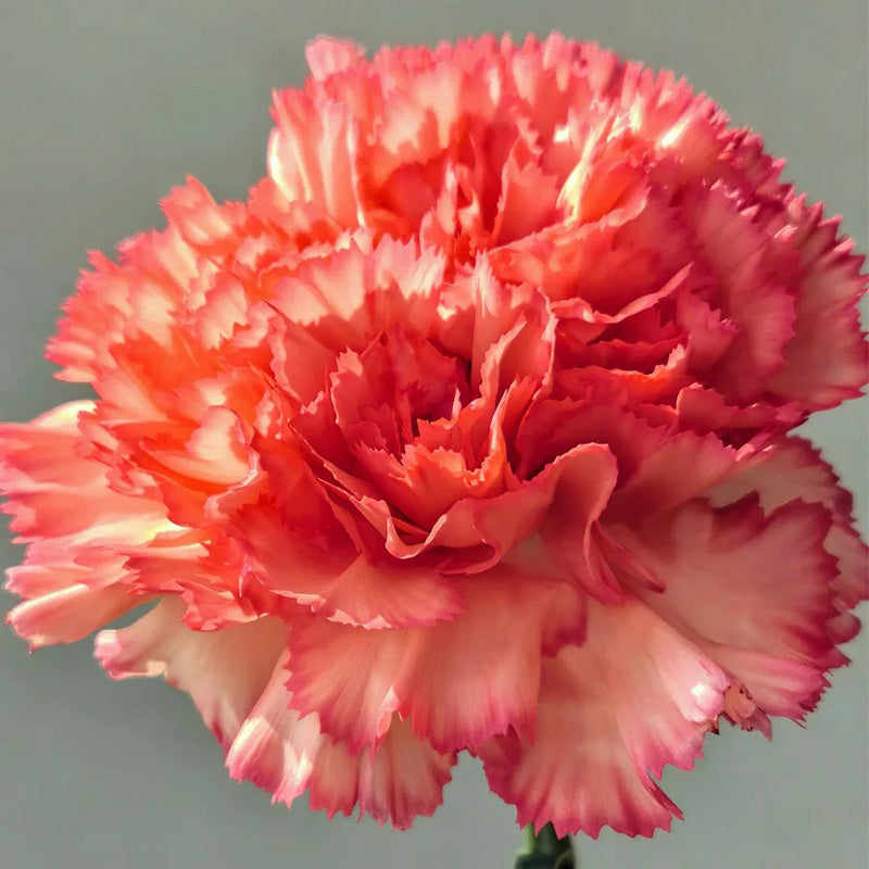 Carnation Seeds - Salmon Picotee