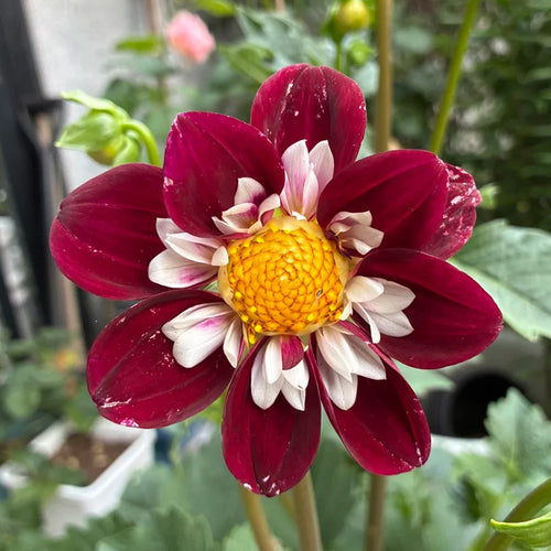 Dahlia Seeds - Burgundy Collarette