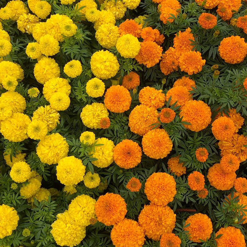 African Marigold Seeds - Dwarf Orange & Yellow Mix
