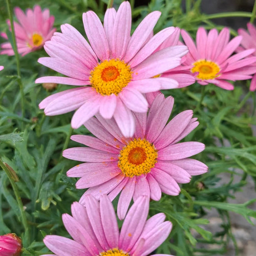 African Daisy Seeds - Pink Orange-Eye