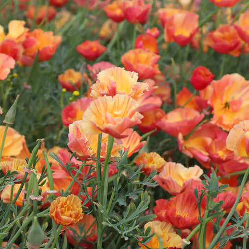 California Poppy Seeds - Salmon Coral