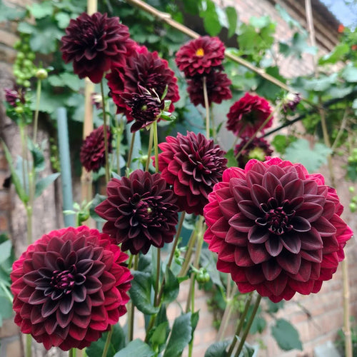 Dahlia Seeds - Deep Burgundy